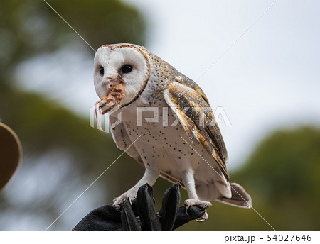 Cute barn owl, Tyto alba, with large eyes sitting on the leather glove caught a mouse and eats her 54027646