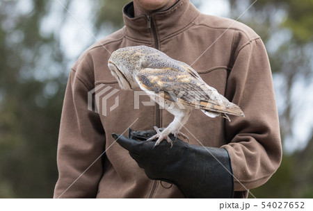 Cute barn owl, Tyto alba, with large eyes sitting on the leather glove caught a mouse and eats her 54027652