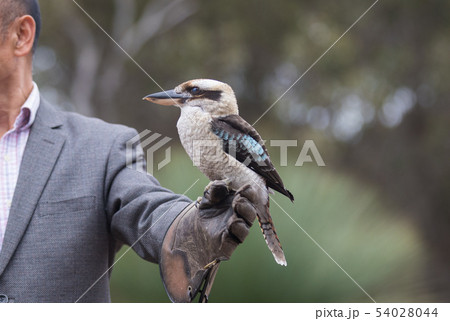 Portrait of a laughing kookaburra ,dacelo novaeguineae, with big beak sitting on the leather trainer 54028044