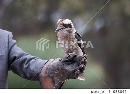 Portrait of a laughing kookaburra ,dacelo novaeguineae, with big beak sitting on the leather trainer 54028045