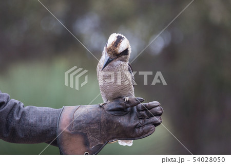 Portrait of a laughing kookaburra ,dacelo novaeguineae, with big beak sitting on the leather trainer 54028050