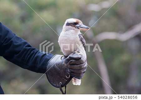 Portrait of a laughing kookaburra ,dacelo novaeguineae, with big beak sitting on the leather trainer Portrait of a laughing kookaburra ,dacelo novaeguineae, with big beak sitting on the leather trainer 54028056