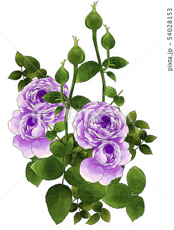 紫の薔薇のイラスト素材