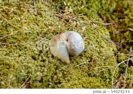 Snail sitting on the moss surface 54028233