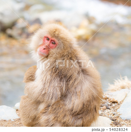 Japanese Snow monkey Japanese Snow monkey 54028324