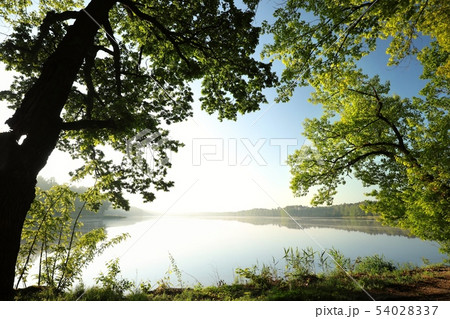 Oaks at the edge of a lake on a spring morning 54028337