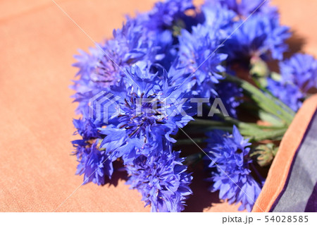 ヤグルマギク、矢車菊、花イメージ素材、和布背景 54028585