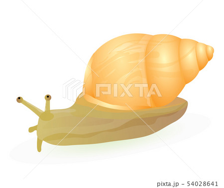 Snail vector design 54028641