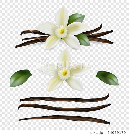 Vector 3d Realistic Sweet Scented Fresh Vanilla のイラスト素材