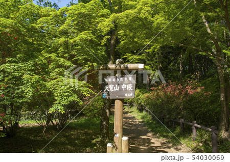 新緑の天覧山中段 新緑の天覧山中段 54030069