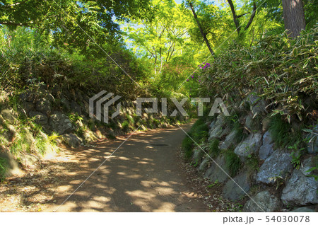 新緑の天覧山登山道 新緑の天覧山登山道 54030078