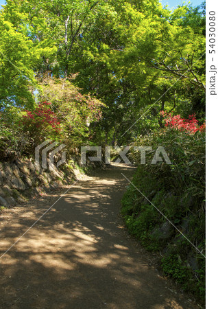 新緑の天覧山登山道 新緑の天覧山登山道 54030080