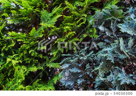 Thuja Coniferous Plant Texture. 54030300