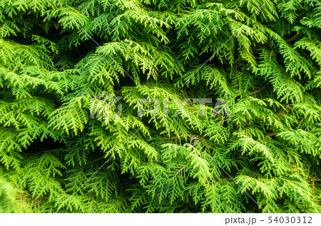 Thuja Coniferous Plant Texture. Thuja Coniferous Plant Texture. 54030312