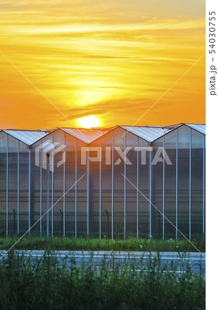 Large Industrial Greenhouse at Sunset 54030755