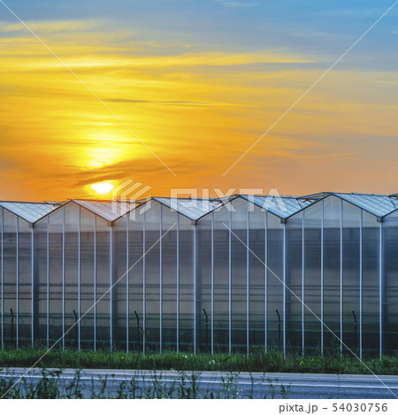 Large Industrial Greenhouse at Sunset Large Industrial Greenhouse at Sunset 54030756