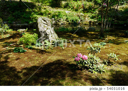三千院 有清園 庭園 赤いシャクナゲの花と苔 三千院 有清園 庭園 赤いシャクナゲの花と苔 54031016
