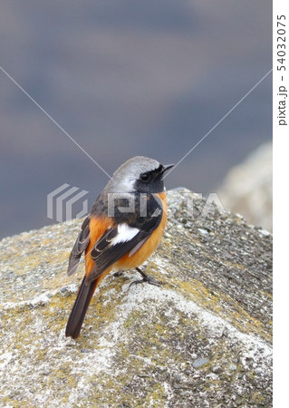 ジョウビタキ 冬鳥 ジョウビタキ 冬鳥 54032075