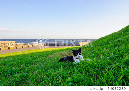 茜浜緑地公園で遊ぶ猫 茜浜緑地公園で遊ぶ猫 54032280