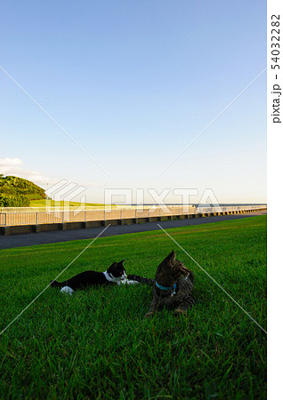茜浜緑地公園で遊ぶ猫 54032282