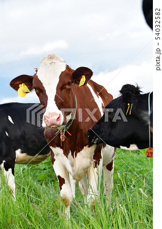 朝の北海道七飯町城岱牧場で放牧中の牛と初夏の風景を撮影 54032582