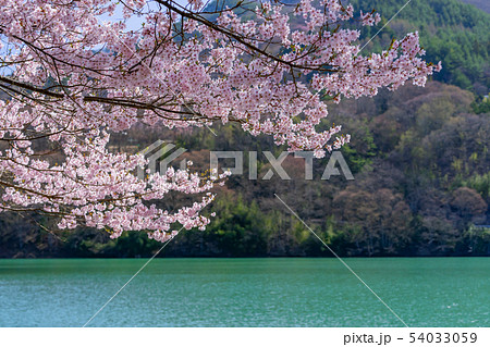 高遠湖の桜　長野県伊那市 54033059