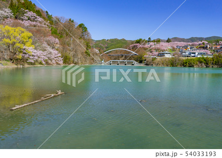 高遠湖の桜 長野県伊那市 高遠湖の桜 長野県伊那市 54033193