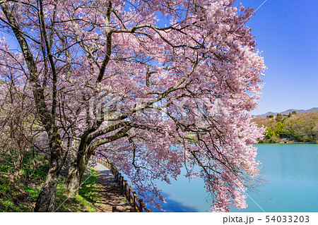 高遠湖の桜　長野県伊那市 54033203