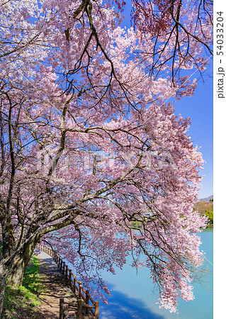 高遠湖の桜　長野県伊那市 54033204