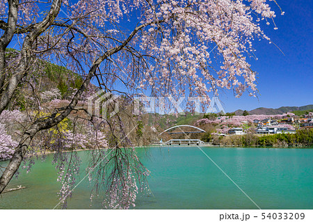 高遠湖の桜 長野県伊那市 高遠湖の桜 長野県伊那市 54033209