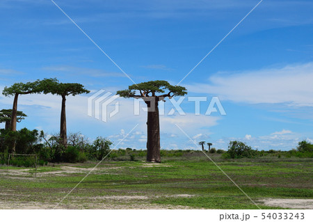 バオバブの木 バオバブの木 54033243