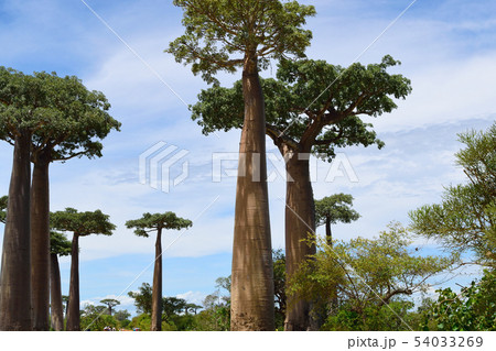 バオバブの木 54033269