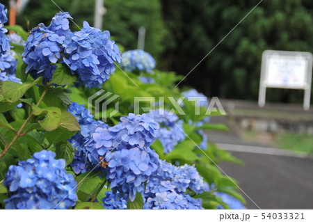山あいの小さな駅と青い紫陽花 山あいの小さな駅と青い紫陽花 54033321