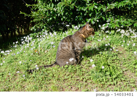 インフェイオン　ベツレヘムの星とキジトラ猫 54033401