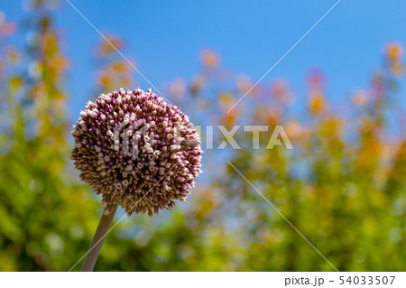 アリウム 54033507