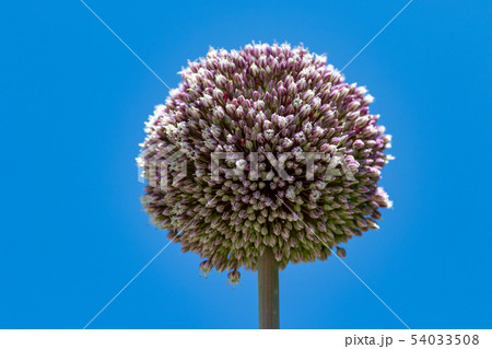 アリウム 54033508