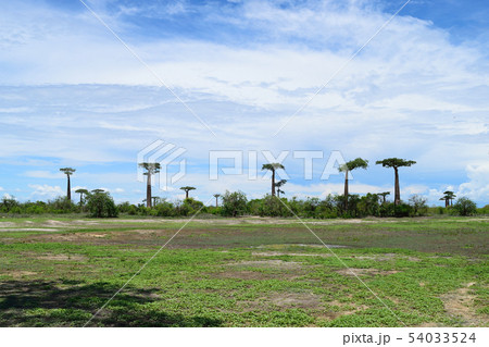 バオバブの木 バオバブの木 54033524