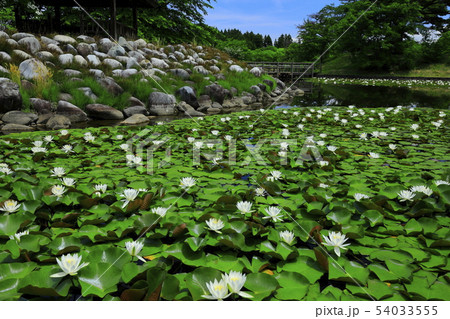 花巻市 初夏の松島園 花巻市 初夏の松島園 54033555