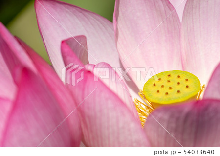 ハスの花 ハスの花 54033640