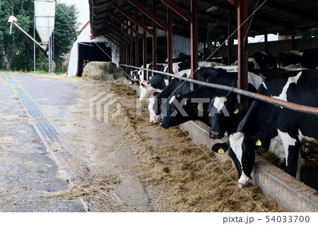 酪農 54033700
