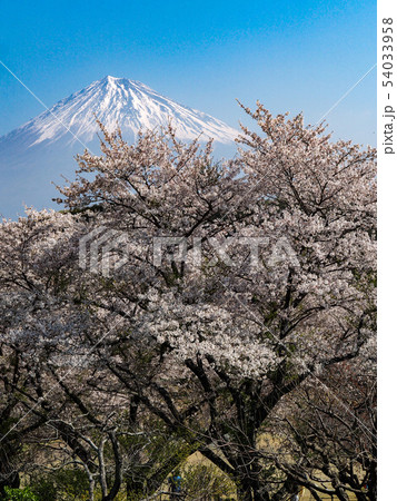 岩本山公園から富士山 岩本山公園から富士山 54033958