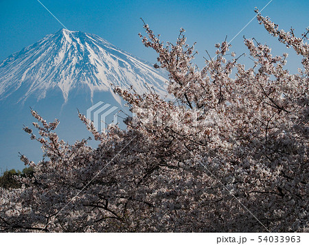 岩本山公園から富士山 54033963