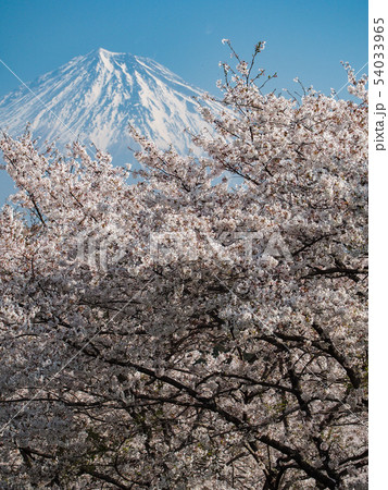 岩本山公園から富士山 54033965