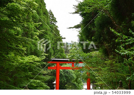 初夏の霧島神宮 初夏の霧島神宮 54033999