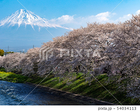 龍巌淵の桜 54034113
