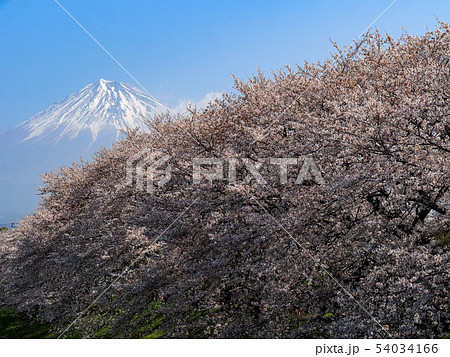 龍巌淵の桜 龍巌淵の桜 54034166