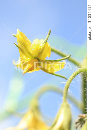 トマトの花 54034414