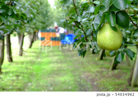 ラフランスの収穫 54034962