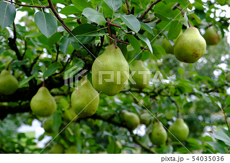 ラフランスの実 ラフランスの実 54035036