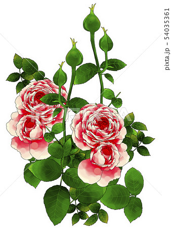 赤い薔薇 赤い薔薇 54035361